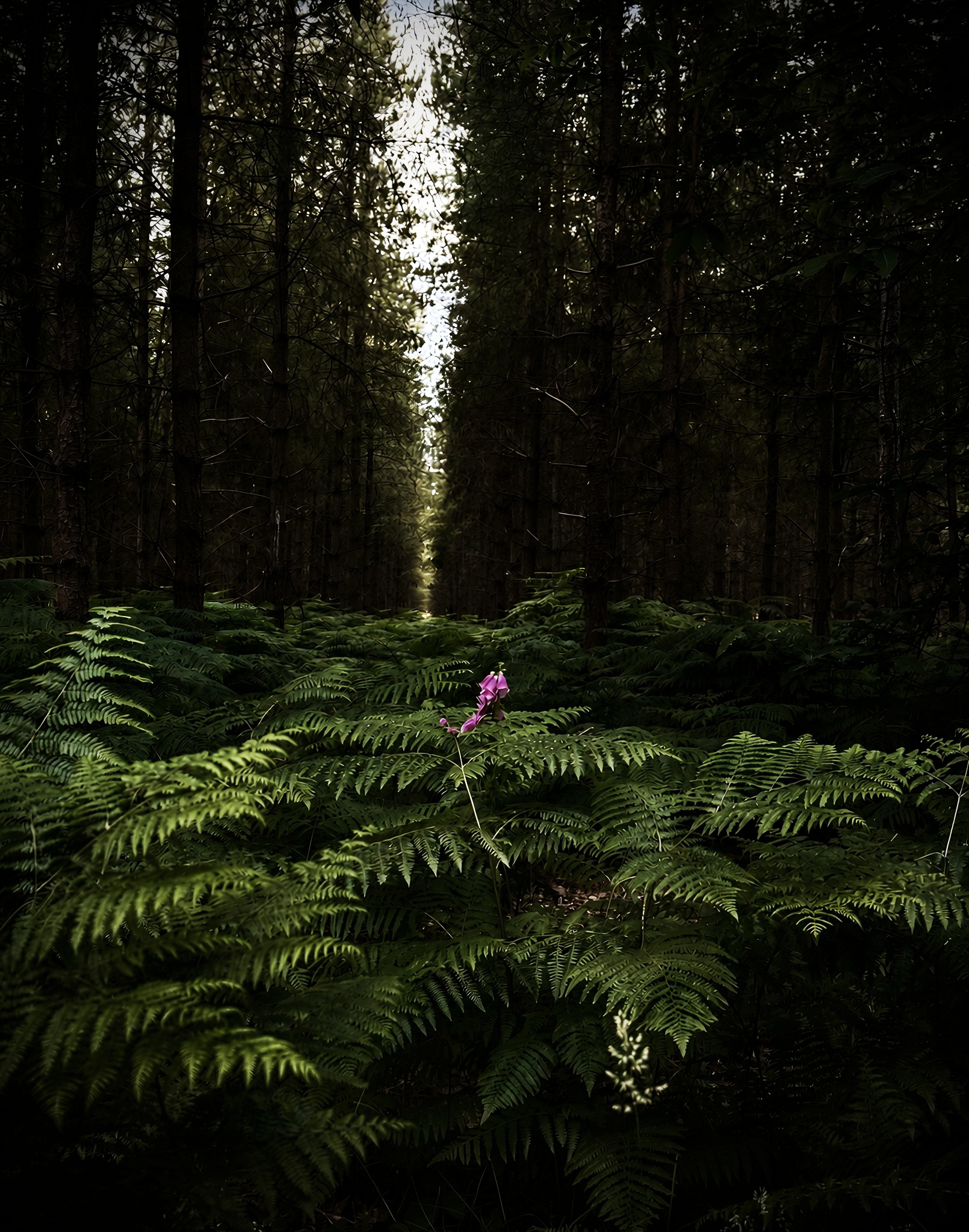 A lone flower finds the light beneath the forest canopy.
